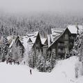 Photo of Aspens on Blackcomb