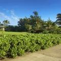 Image of Castle Kaha Lani Resort