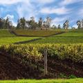 Image of Estate Tuscany