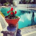 Image of Hotel Al Bosco