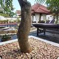 Image of Lovina Vibes Hotel