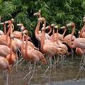 Image of Van Der Valk Avifauna
