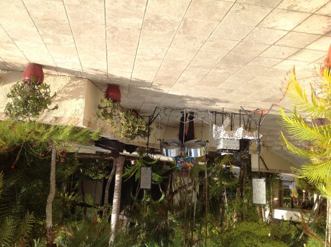 Photo of Palm Tree Terrace